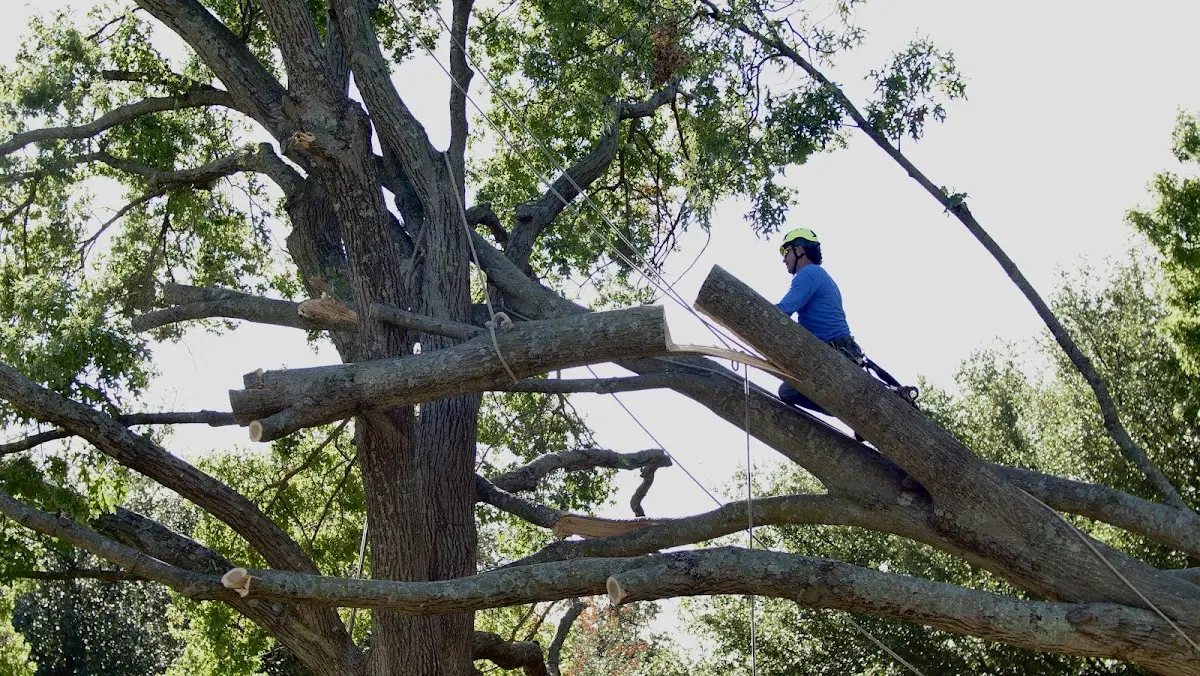 Professional Crown Thinning performed by certified arborists in Williamson